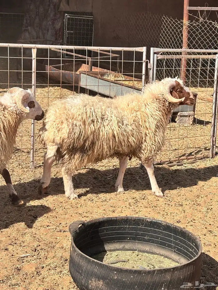 تقسيط ذبائح 0