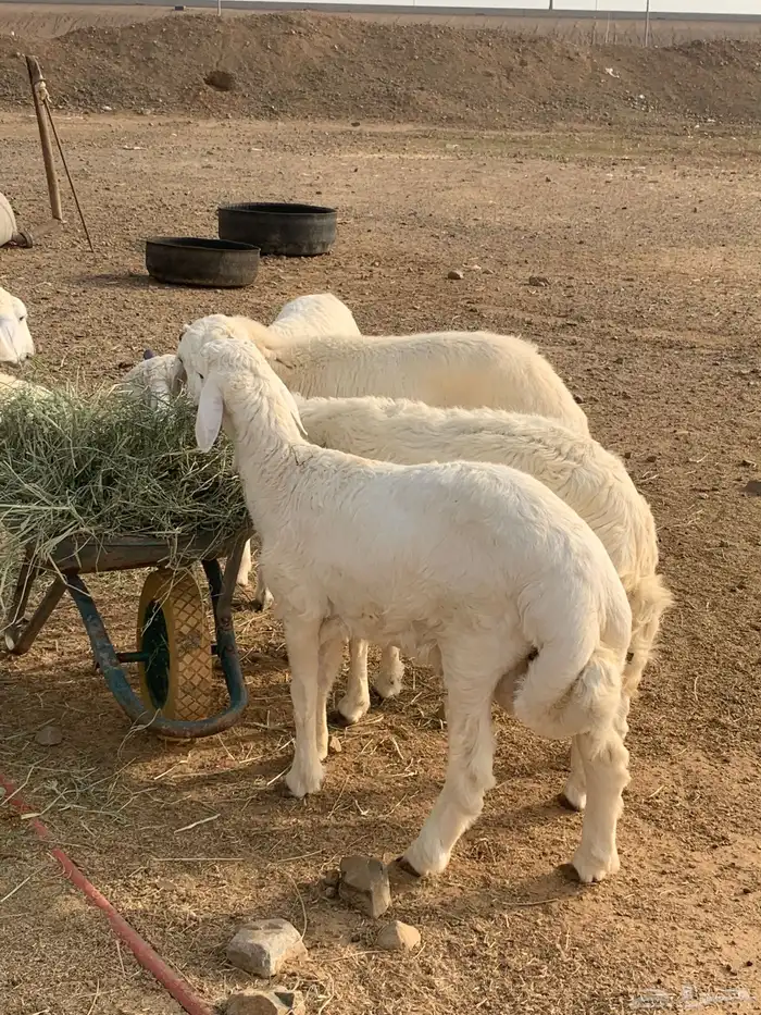 طليان حري ذبايح مناسبات زواجات ثلاجه يوجد صلخ وتوصيل 2