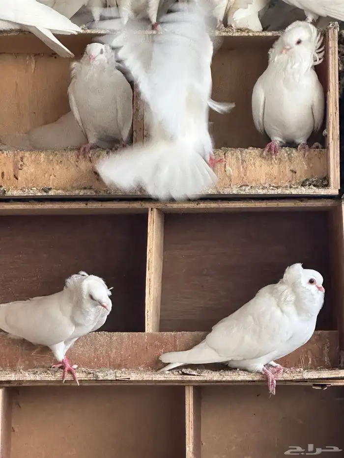 للبيع حمام بلجيكي 1