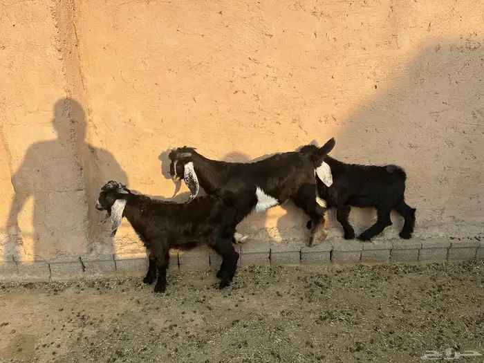 تيوس للبيع عددها 3 فل شحم 5