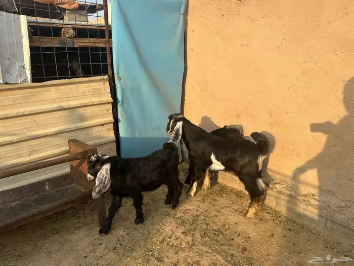تيوس للبيع عددها 3 فل شحم 3