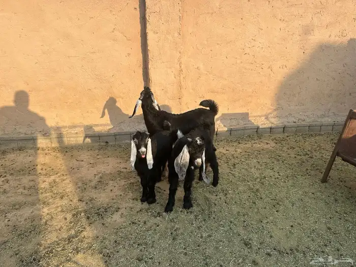 تيوس للبيع عددها 3 فل شحم 1