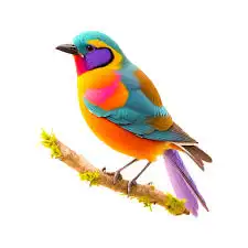 فندقة طيور (الدمام) 0