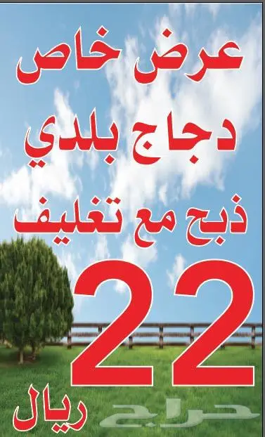 دجاج تركي جملة الجملة 0