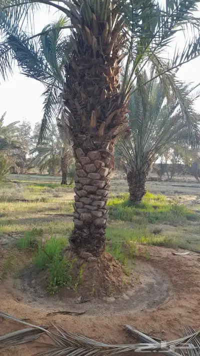 نخل نقايل طويل 6