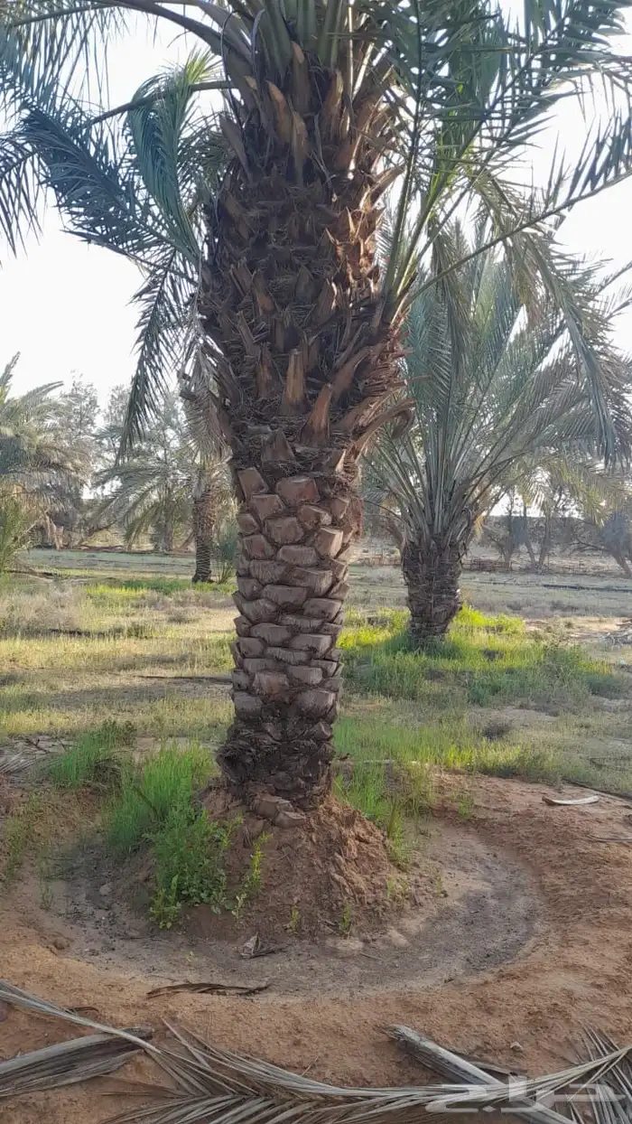 نخل شوارع طويل 6