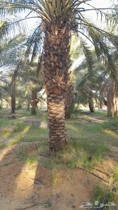 نخل نقايل طويل 5