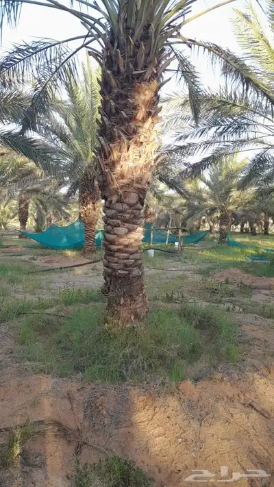 نخل نقايل طويل 1