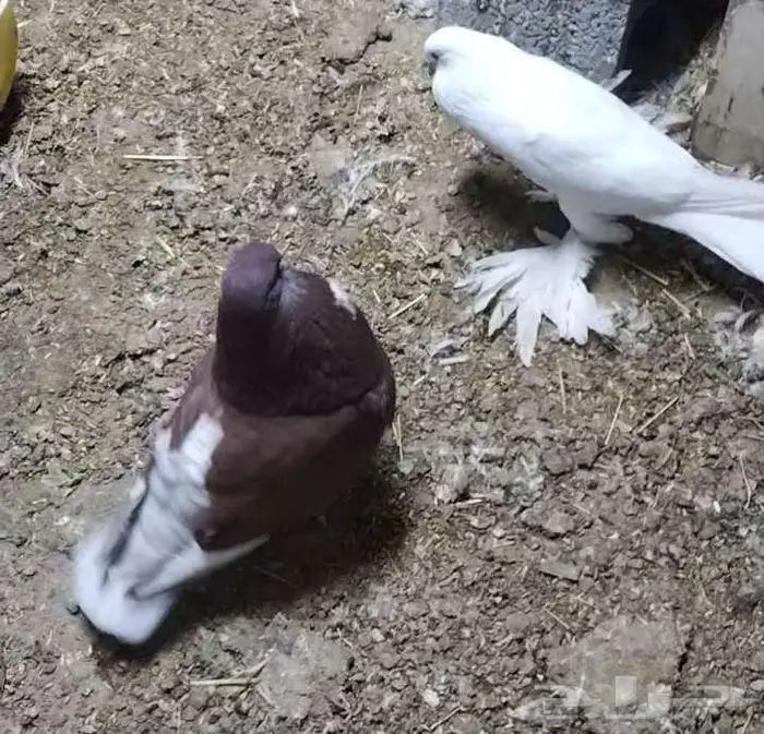 الاحساء الهفوف 0