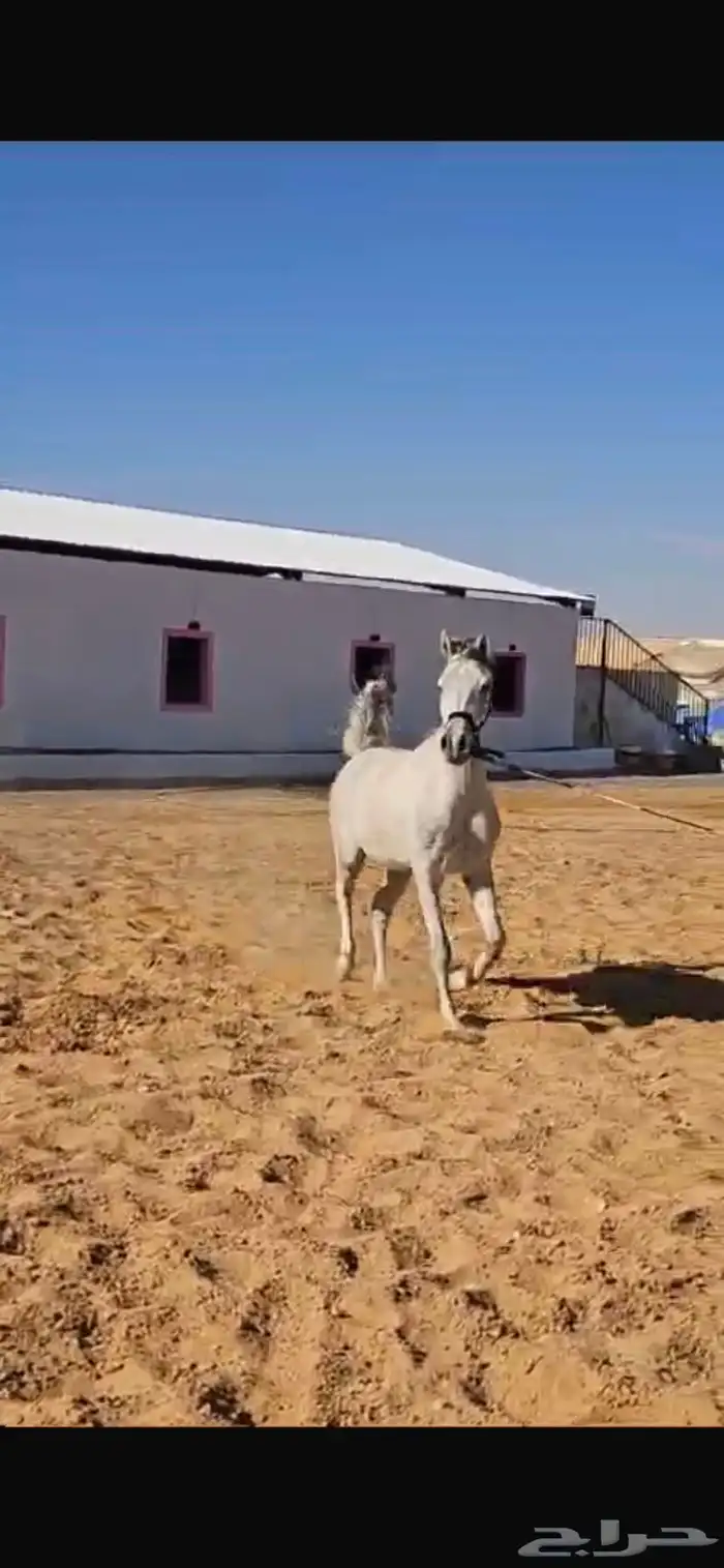 حصان للبيع من نسل ( أي كي اس أليهاندرو) 0