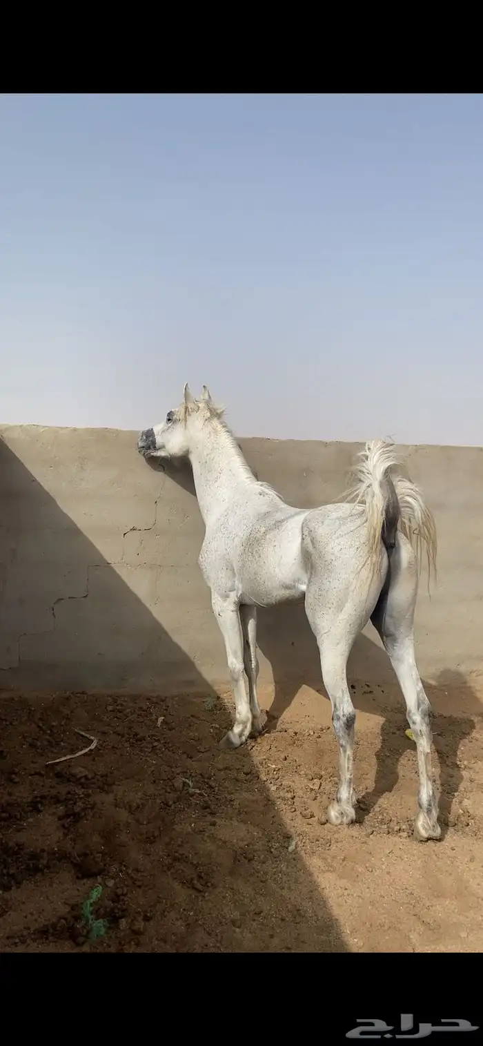 حصان شعبي حار 4