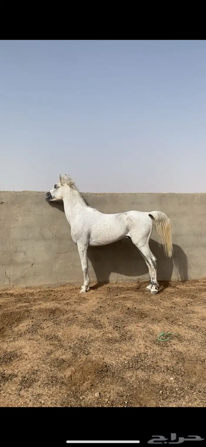 حصان شعبي حار 2
