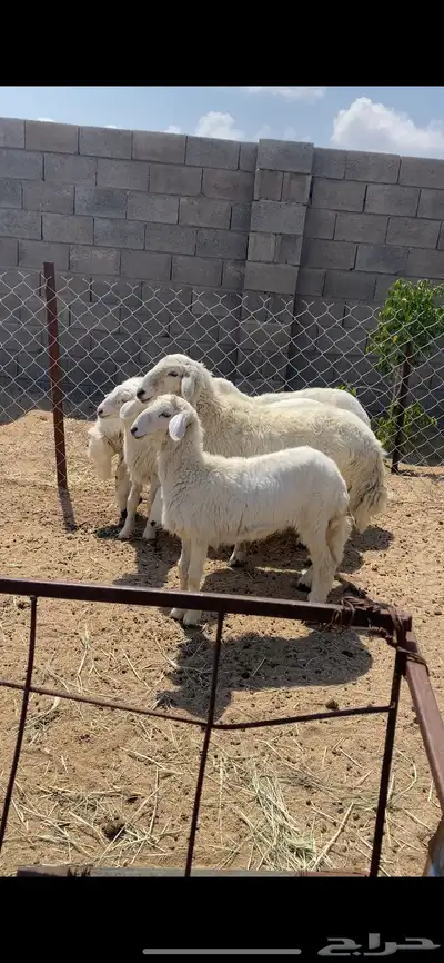 تم البيع 1