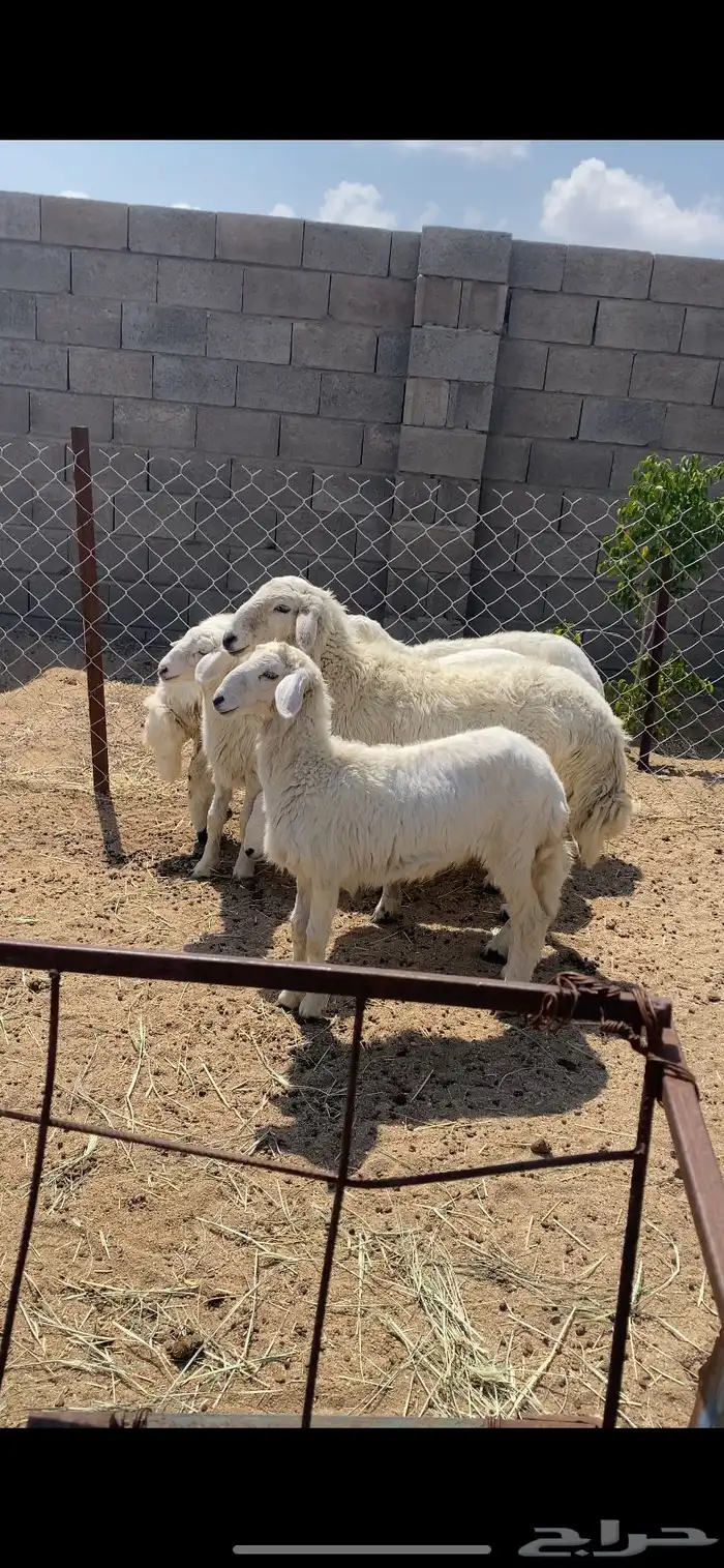 تم البيع 1