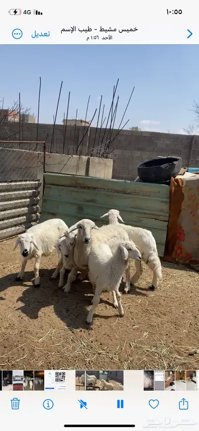 تم البيع 3