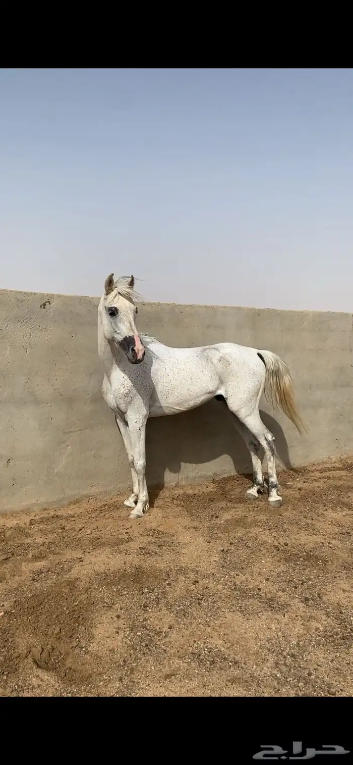 حصان شعبي حار 0
