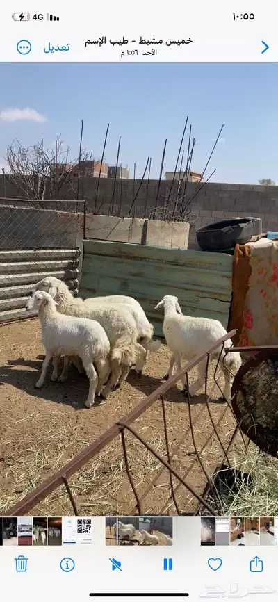 تم البيع 2
