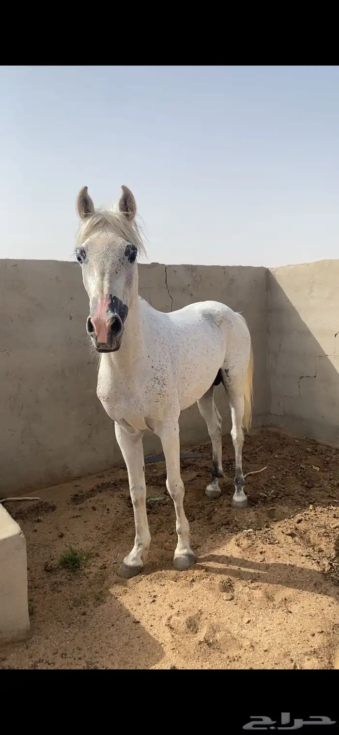حصان شعبي حار 3