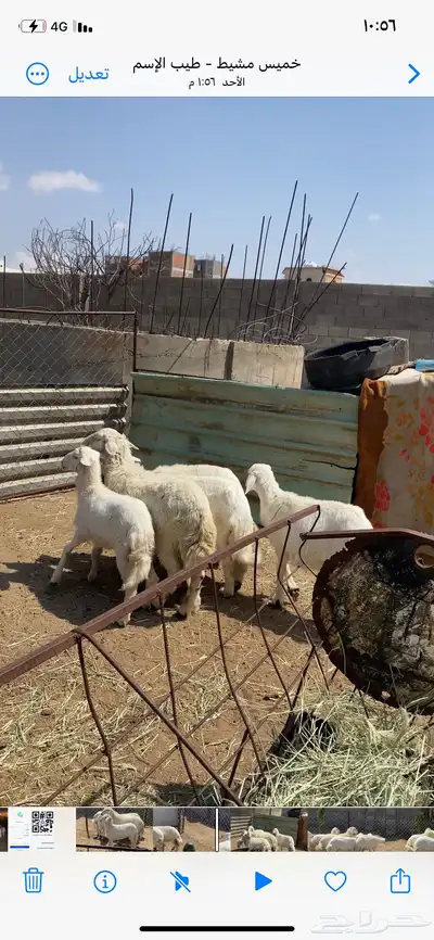 تم البيع 0