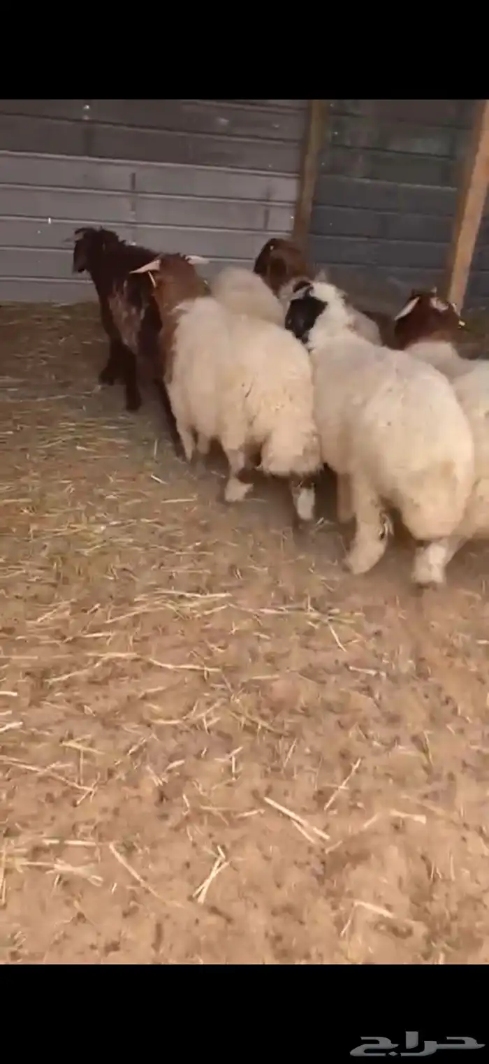 ذبايح نعيم جبر ظهر وطرف 2