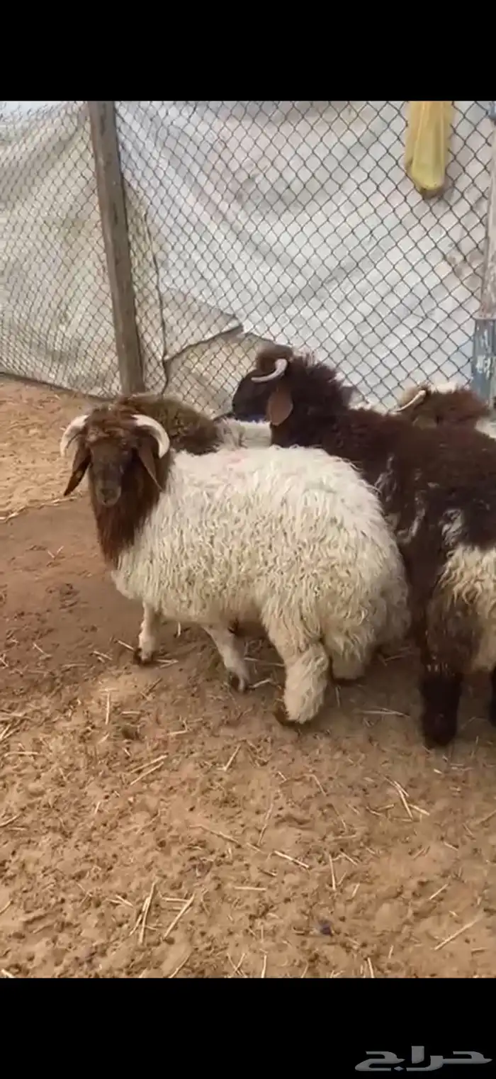 ذبايح نعيم جبر ظهر وطرف 0