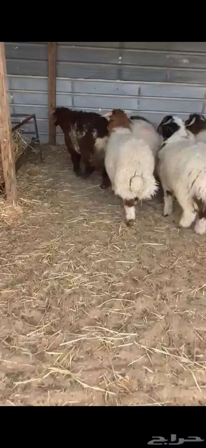 ذبايح نعيم جبر ظهر وطرف 3