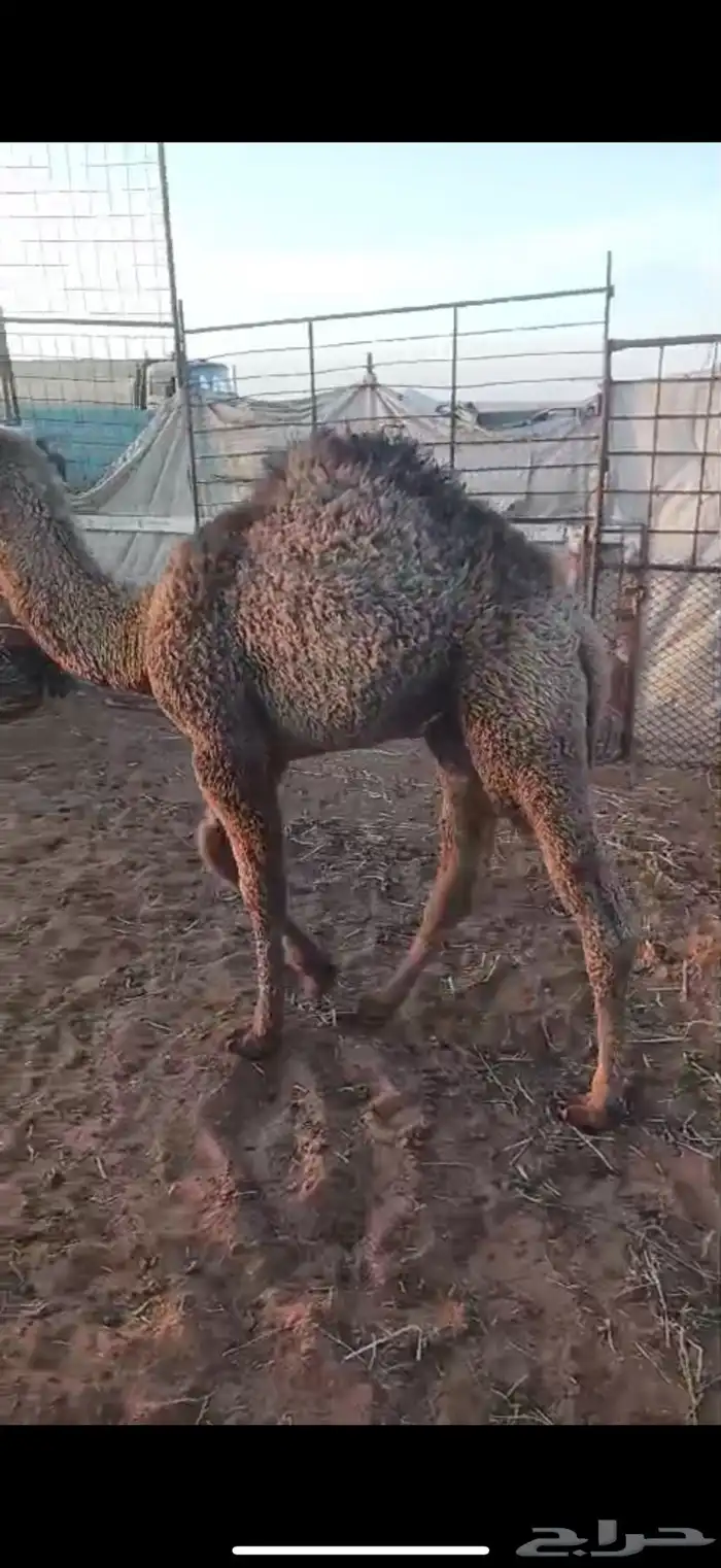 حوار لباني تم البيع 1