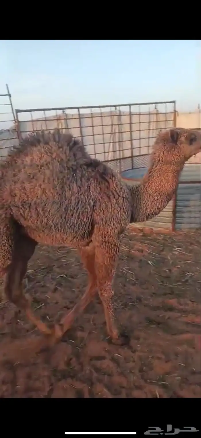 حوار لباني تم البيع 0