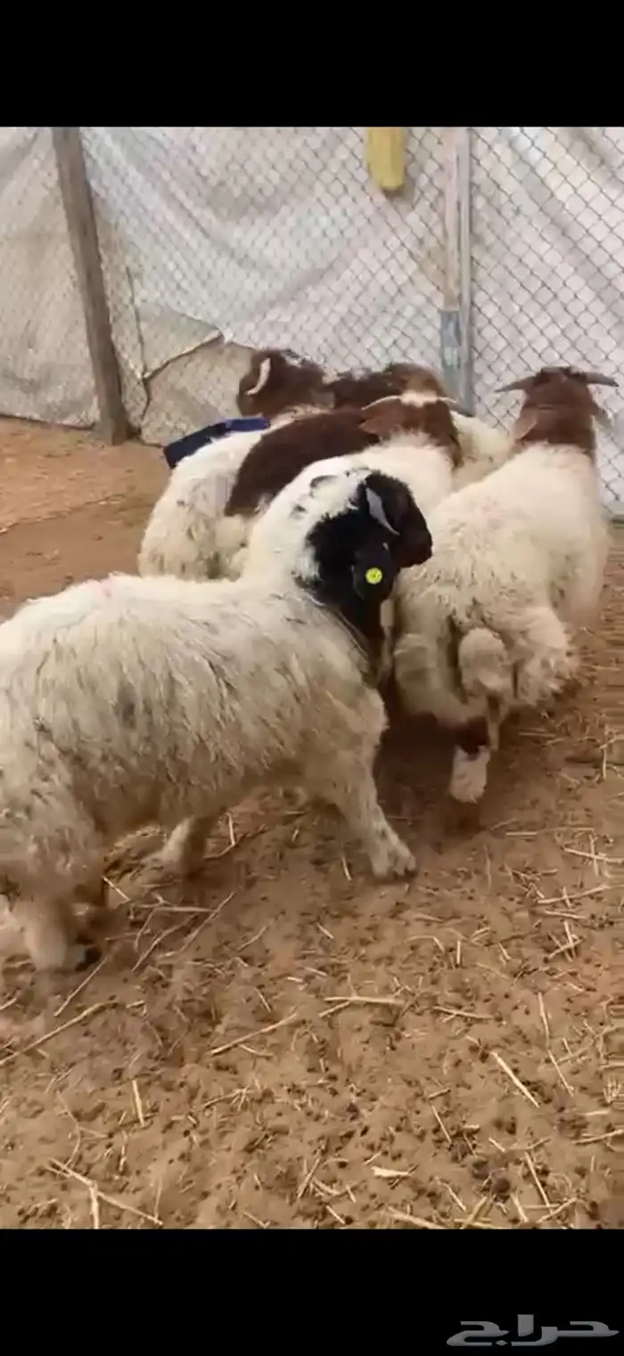 ذبايح نعيم جبر ظهر وطرف 1