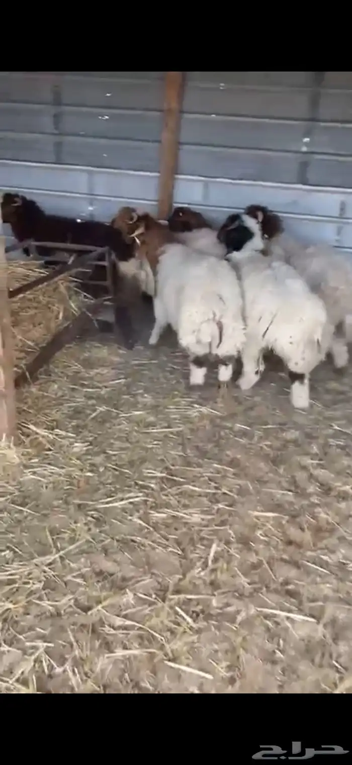 ذبايح نعيم جبر ظهر وطرف 4