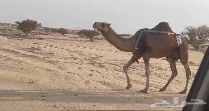 خلفه حمرا تحتها بكره عفرا 0