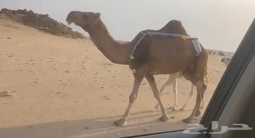 خلفه حمرا تحتها بكره عفرا 3