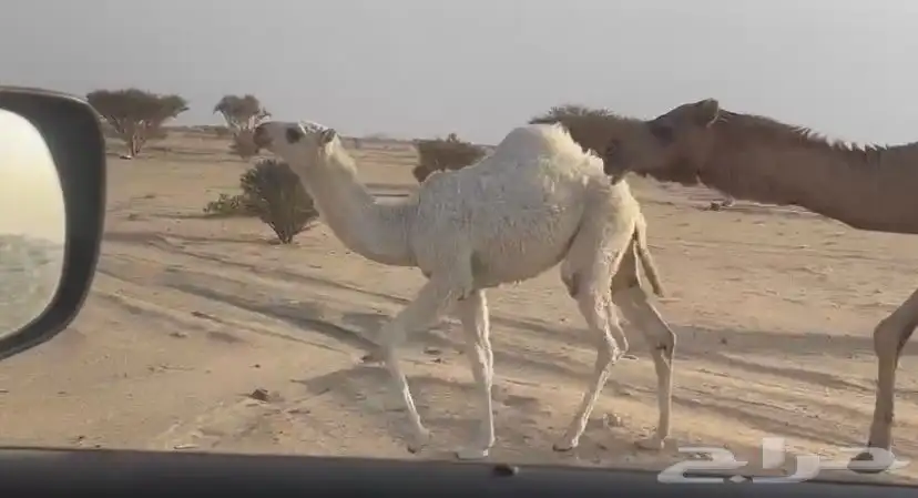 خلفه حمرا تحتها بكره عفرا 5