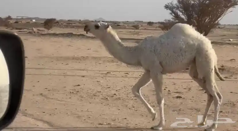 خلفه حمرا تحتها بكره عفرا 2