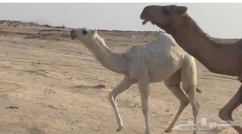 خلفه حمرا تحتها بكره عفرا 4