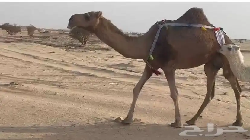 خلفه حمرا تحتها بكره عفرا 1