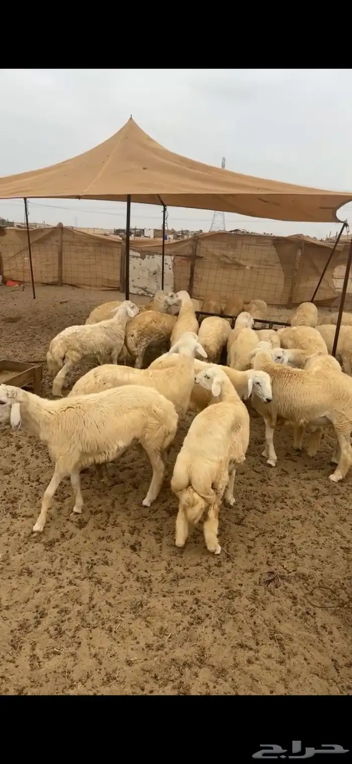 طليان حرية للبيع 0
