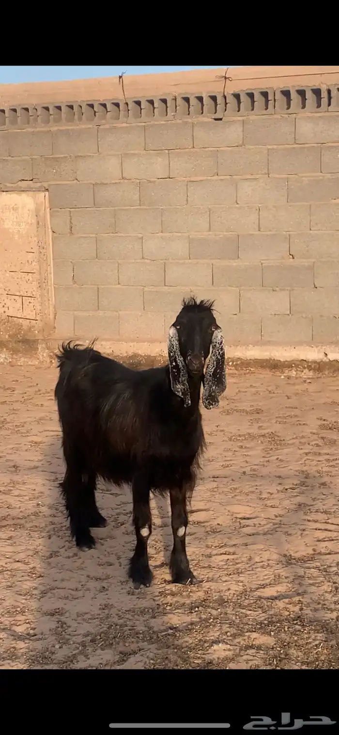 عنز دافع 2