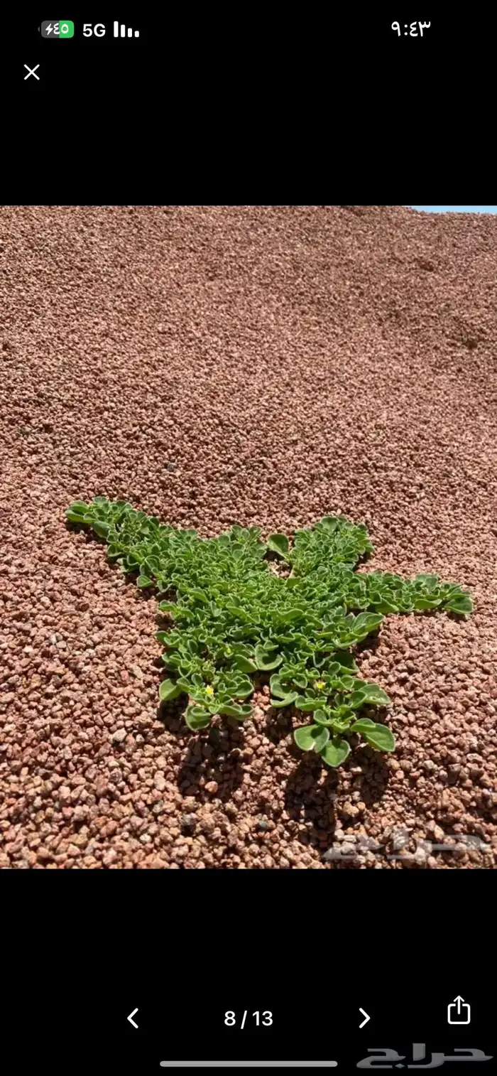 بطحاء حايل فرش زينة 12