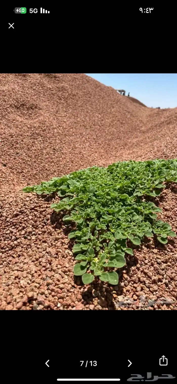 بطحاء حايل فرش زينة 10