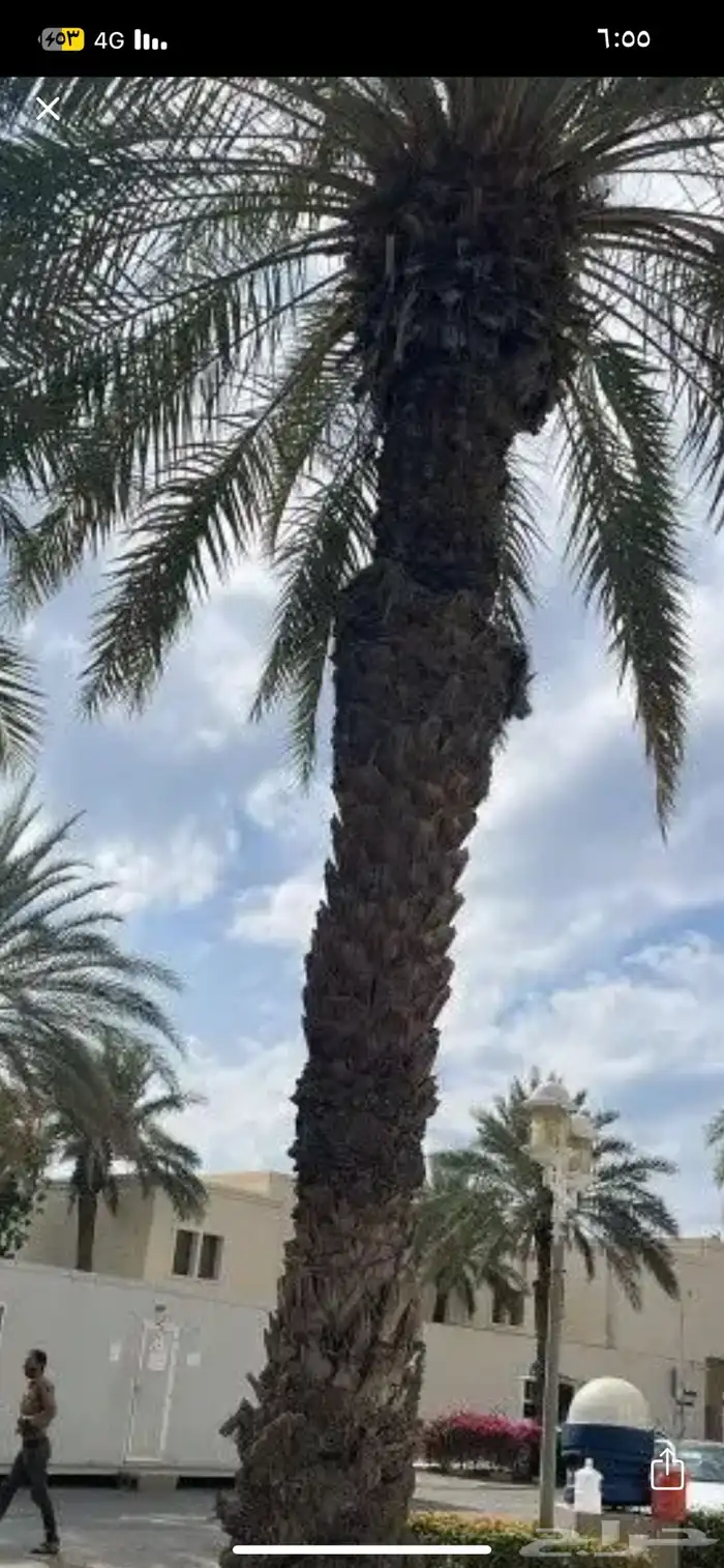 قص وتقليم شجر وتنظيف 2