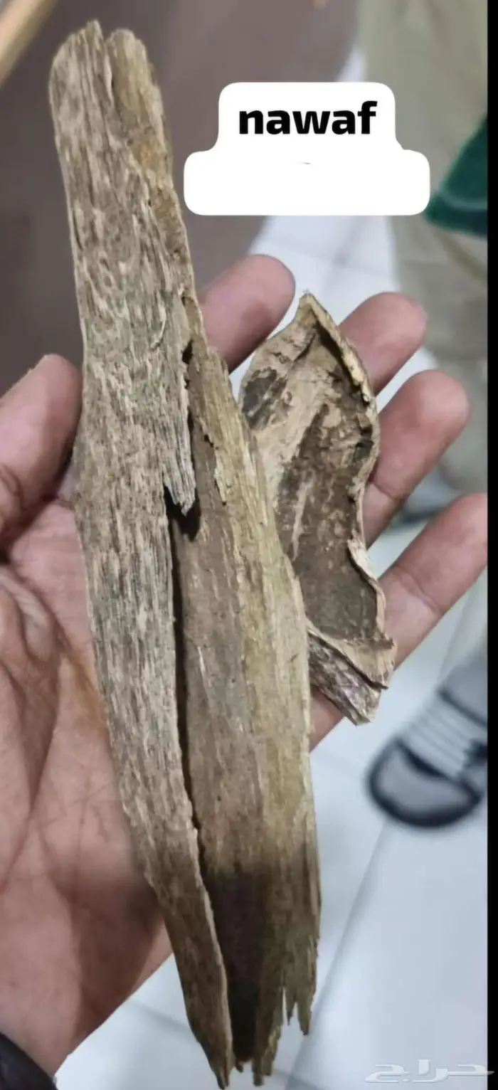 اقوئ عرض عود طبيعي اصلي 1
