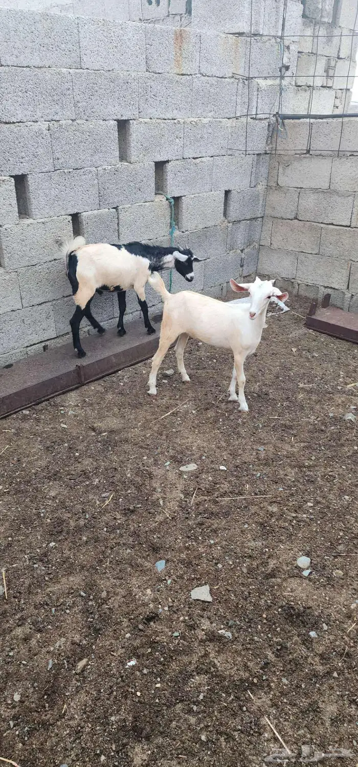 بهم مندي تم البيع 0