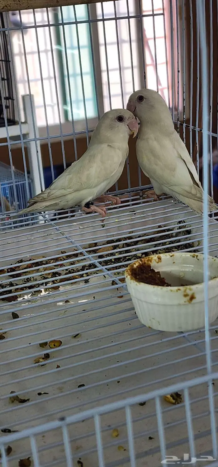 جوز روز البينو ابيض صافي 2