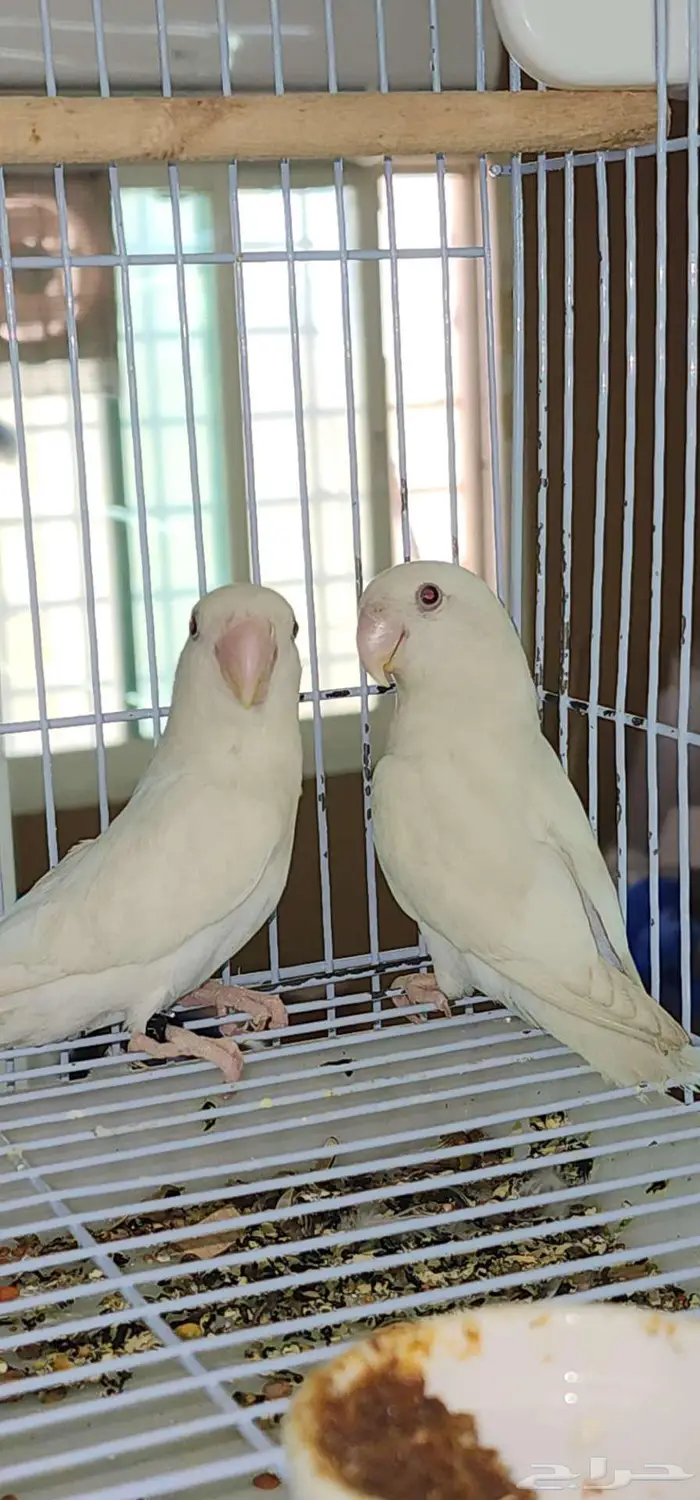 جوز روز البينو ابيض صافي 5