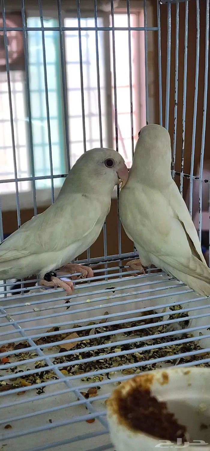 جوز روز البينو ابيض صافي 3
