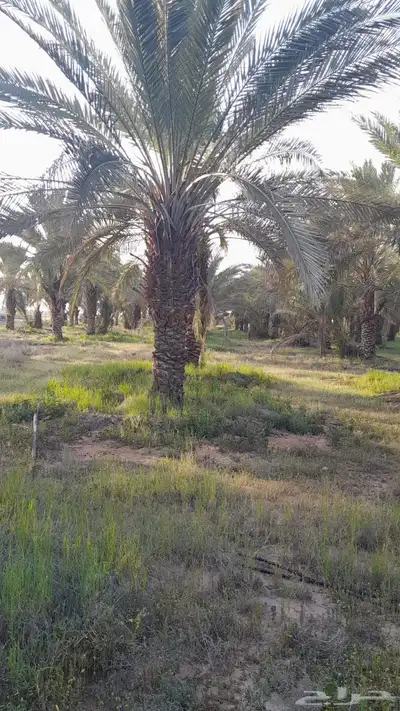 نخل نقايل طويل 4