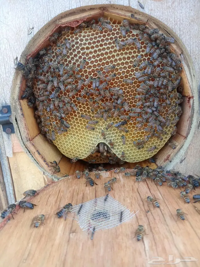 نحل بلدي60 خليه محايلي النحل على السمره 3
