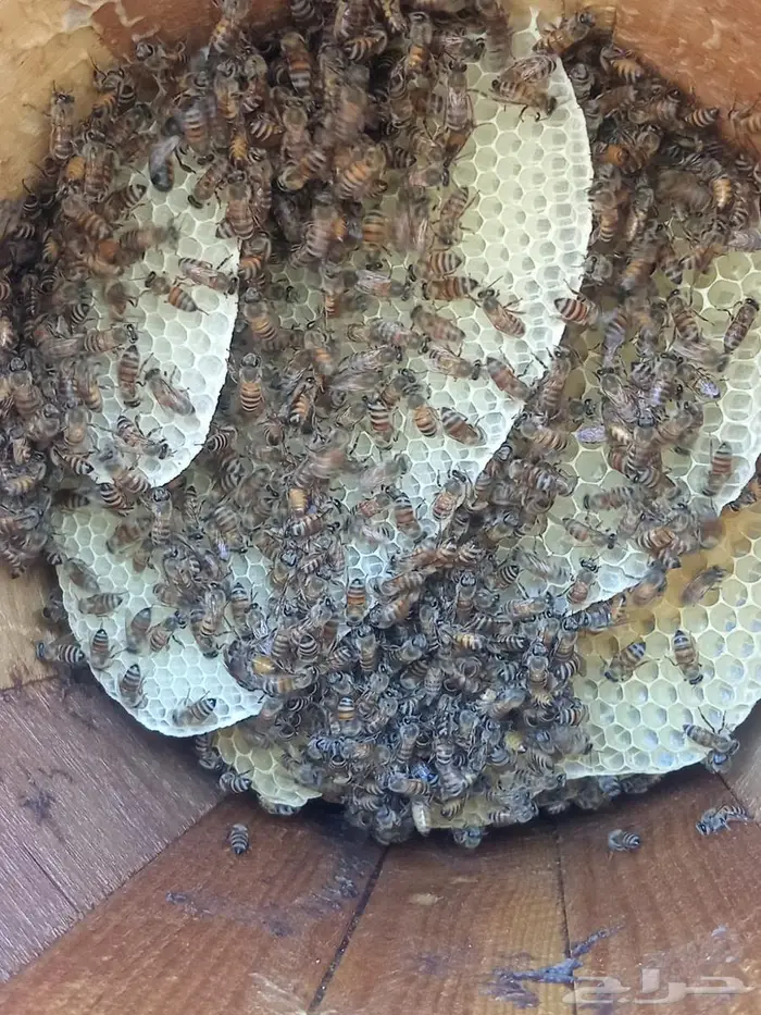 نحل بلدي60 خليه محايلي النحل على السمره 1
