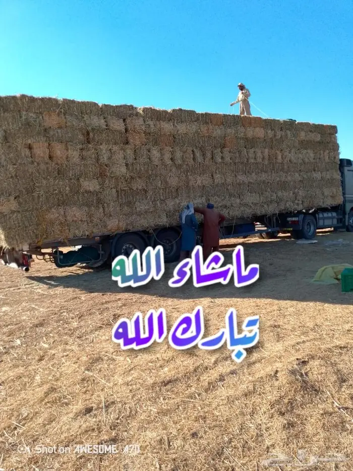 مخلوط جندير تبوك فاااخر 4